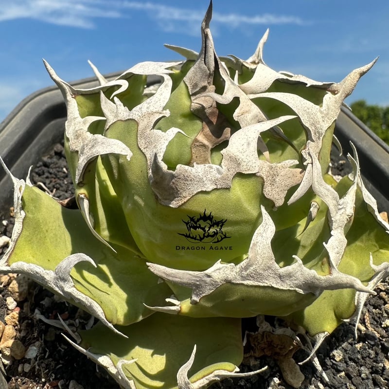 アガベ チタノタ グラブ 螃蟹 親株 最高