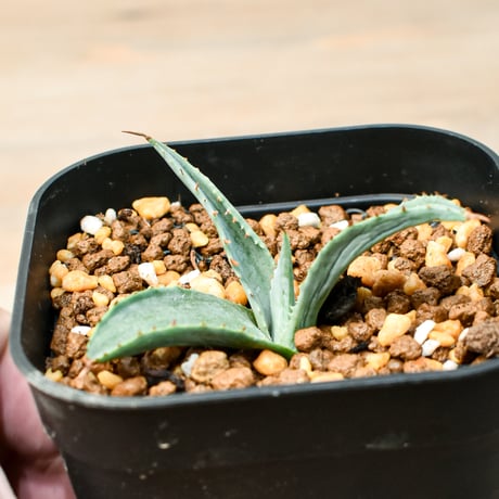 アガベ ハイブリット "吉巴羅" (特白肌怒雷神×血妖) 【台湾botanical_seeker産】B RF25011414