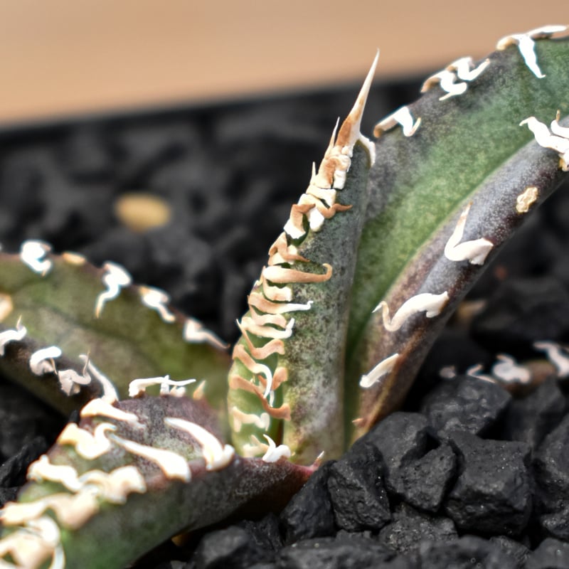 アガベ coco agave titanota cok cg-02 01も02もよくわかりません😂 #agave
