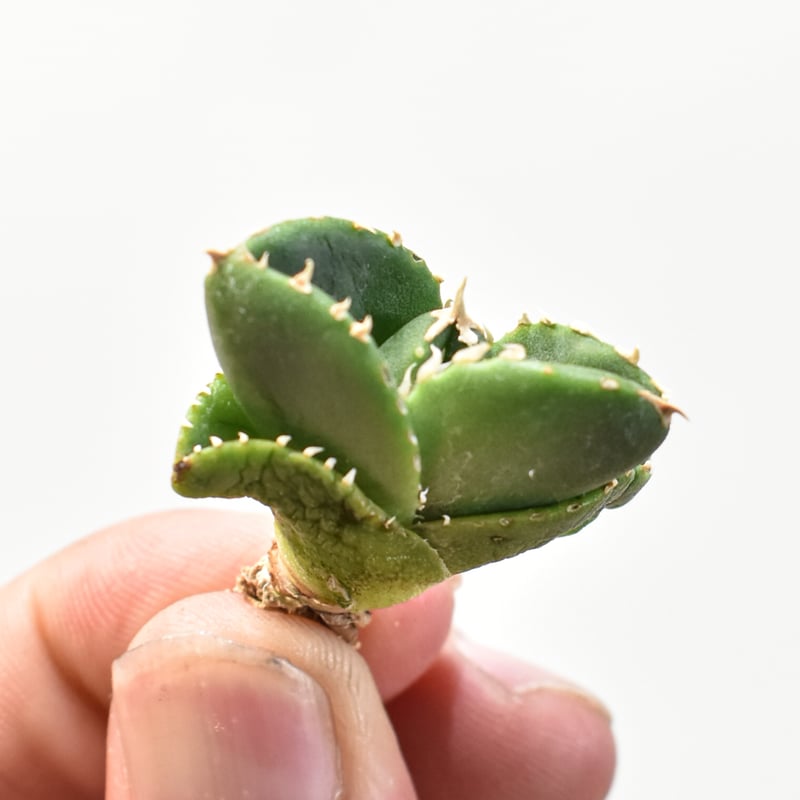 アガベ チタノタ 