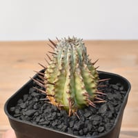 パキポディウム グラキリス 