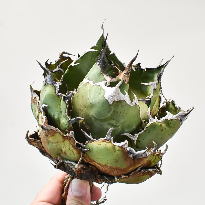 【個数限定】特選アガベ - 狂鯨 （Berlin産） ② アガベ チタノタ “白鯨” 【台湾 Berlin産/抜き苗販売/大株】A