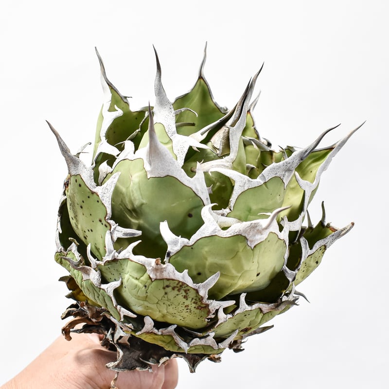 アガベ チタノタ 