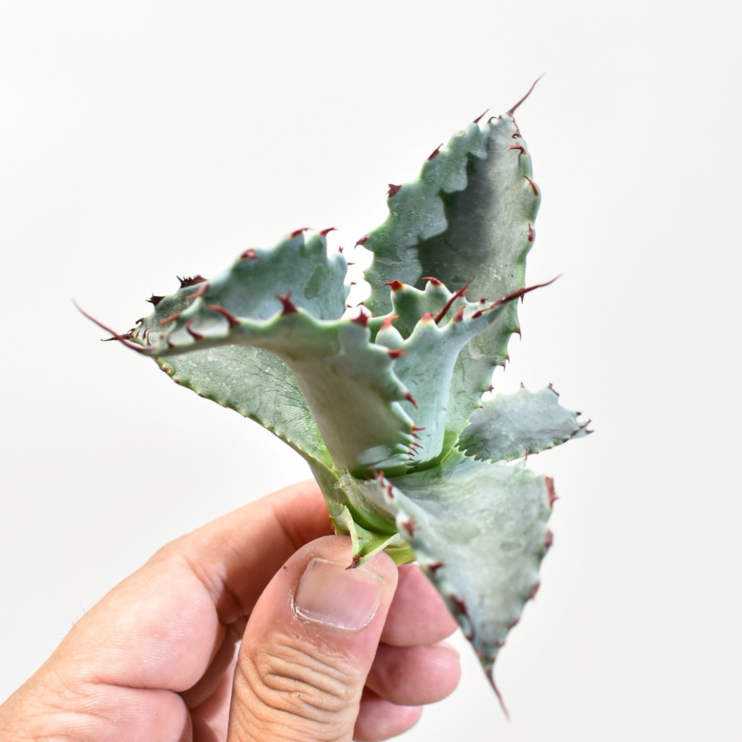 アガベ hybrid パラサナ×特選イシスメンシス/賴光X甲蟹特選 【台湾