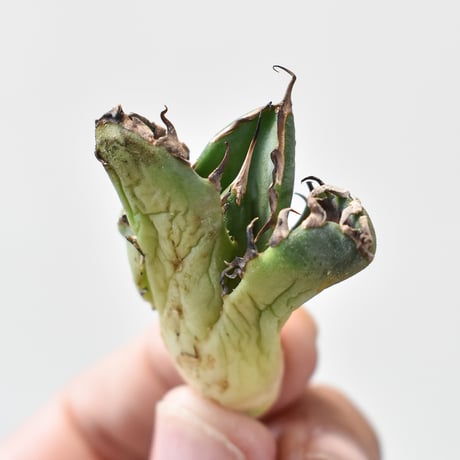 アガベ チタノタ "ピカチュウ/鬼爪" 【台湾 dragon agave産/抜き苗/子株】116