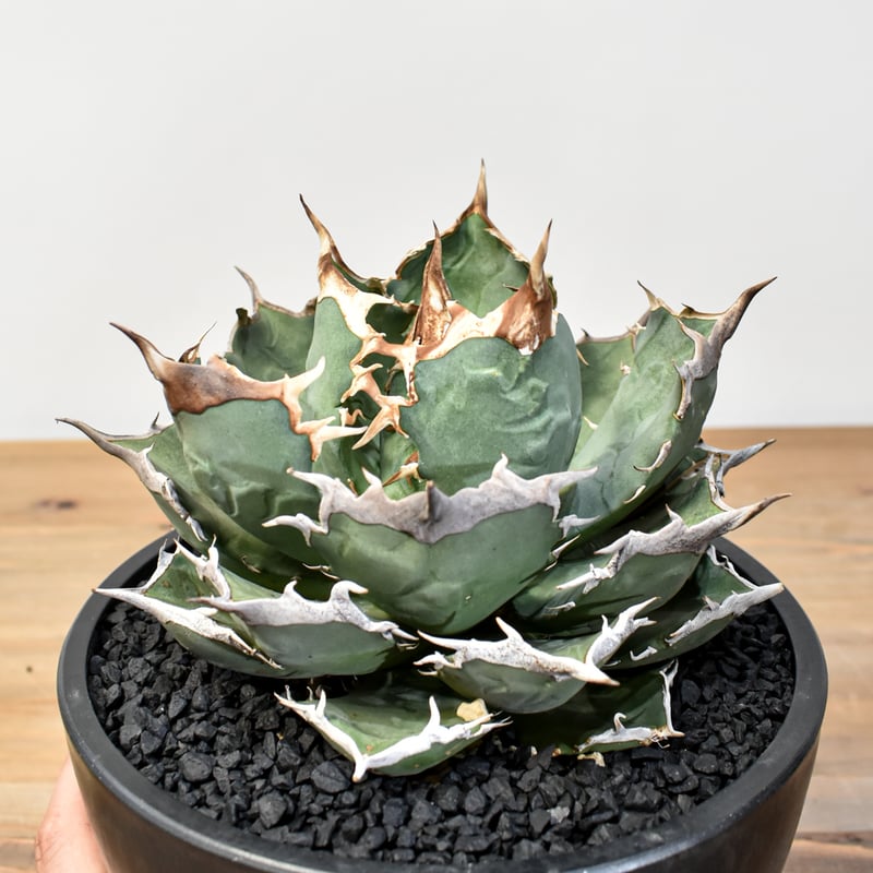 アガベ 親株出品 ドラゴンアガベ 黒犀牛 大株 アガベ チタノタ 
