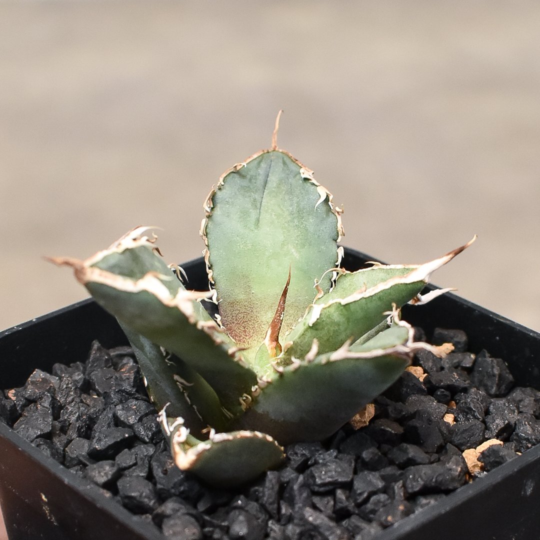 アガベ チタノタ 