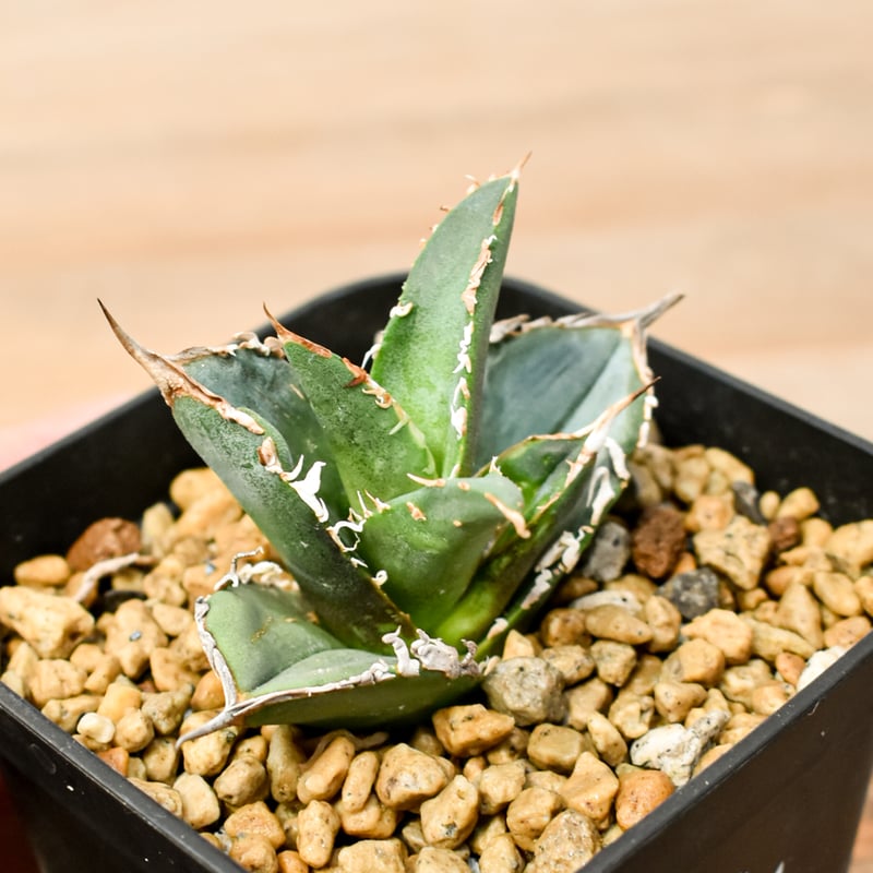 RAFLUMコレクション】アガベ チタノタ タンク 