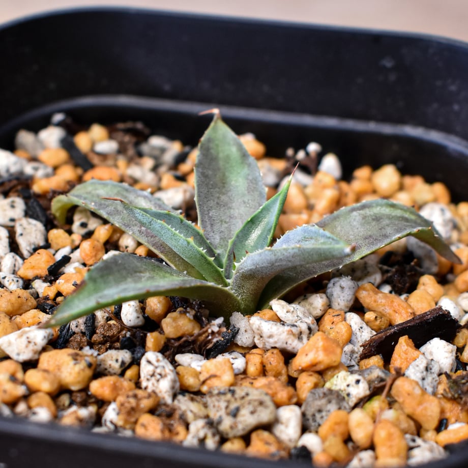 692d8390db24c4b9a78a52aa