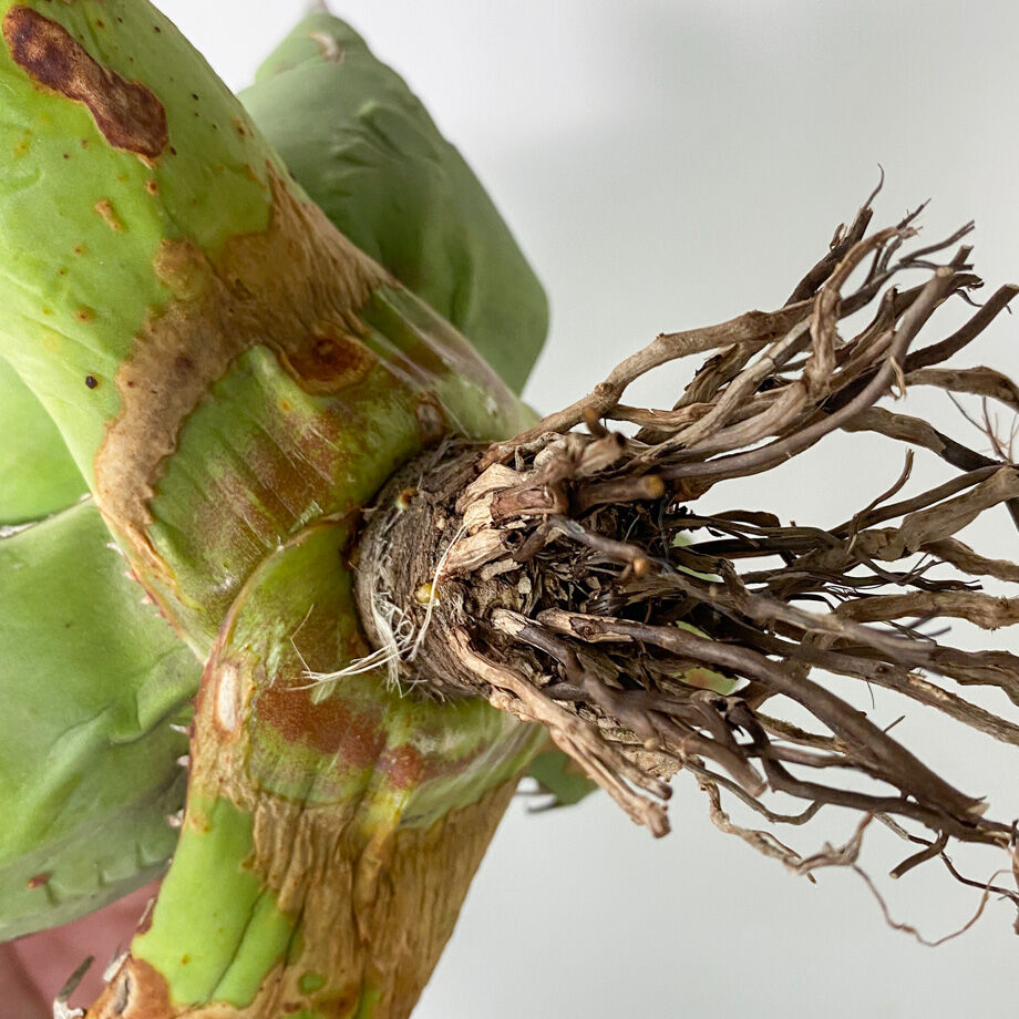 アガベ チタノタ FO-076 OLD （抜き苗販売）RF22830 | RAFLUM