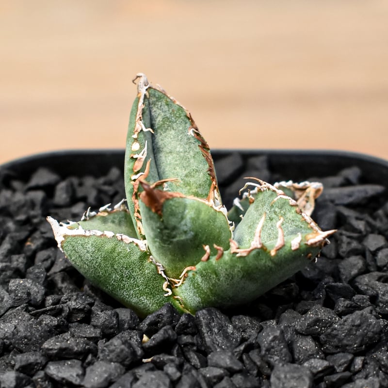 アガベ　チタノタ　shihao産　星空　ぶつぶつ アガベ チタノタ shihao産 星空 ぶつぶつ