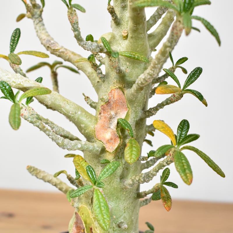 ドルステニア ギガス【実生】A | RAFLUM / ラフラム｜東京、大阪