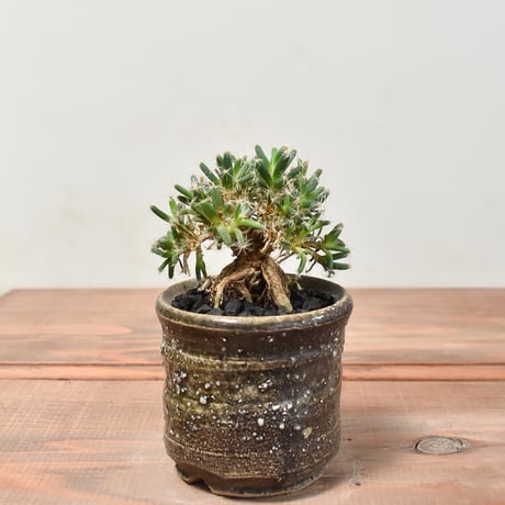 STORES 塊根植物の検索結果