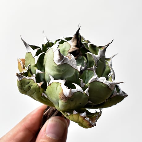 アガベチタノタ姫厳龍 | STORES