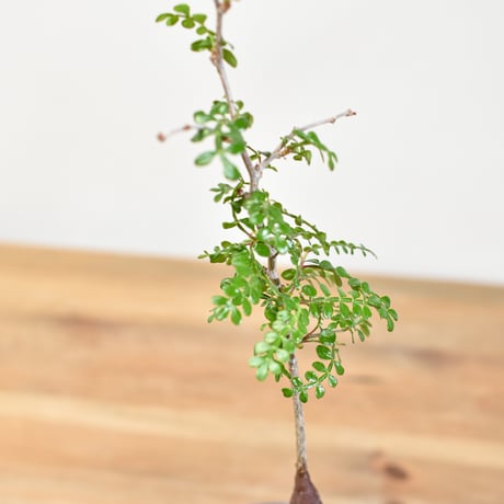 【“WACK” ON YOUR SIDE】オペルクリカリア パキプス WACK-A112