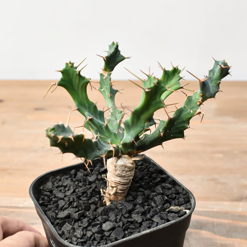 ①ユーフォルビア　クラビゲラ ユーフォルビア クラビゲラ | hanayoshi-botanical