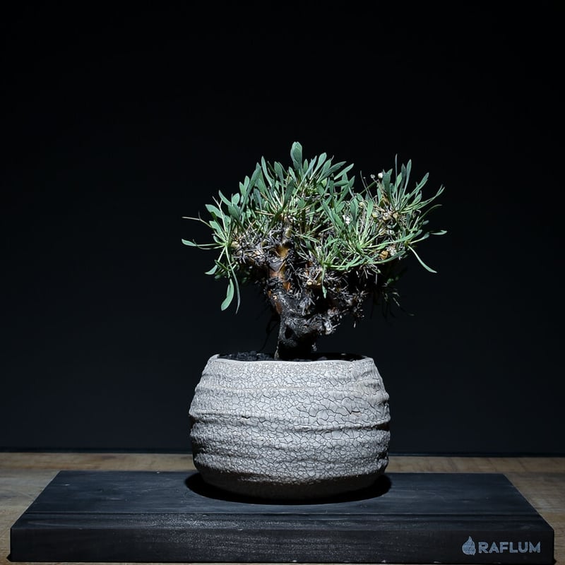 オトンナ ユーフォルビオイデス 