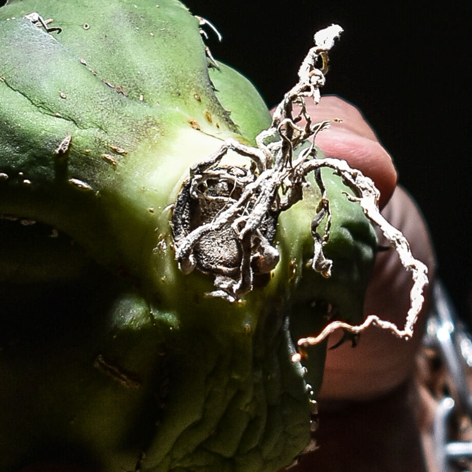 アガベ　チタノタ　白鯨　抜き苗発送 抜き苗 アガベ 白鯨 実生 チタノタ - メルカリ