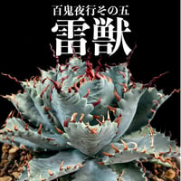 【百鬼夜行 その五】アガベ 雷帝×妖炎 "雷獣"【台湾botanical_seeker産】RF25012410
