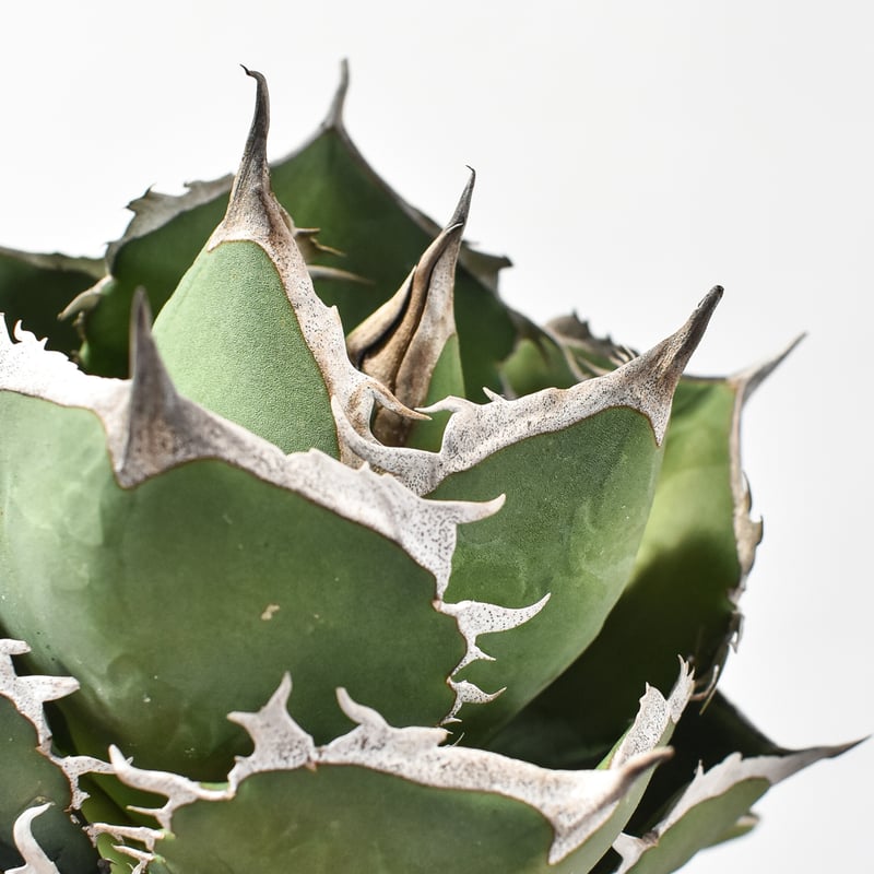 アガベチタノタ　実生　中株 アガベ チタノタ 