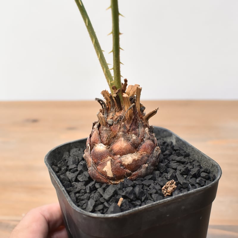 サイカス カイルンシアナ 【実生】RF25011360 | RAFLUM / ラフラム