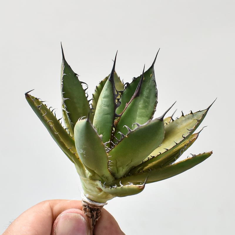 アガベホリダ極上株　Agave horrida No.AHRD026 アガベホリダ極上株 Agave horrida No.AHRD026 アガベホリダ極上