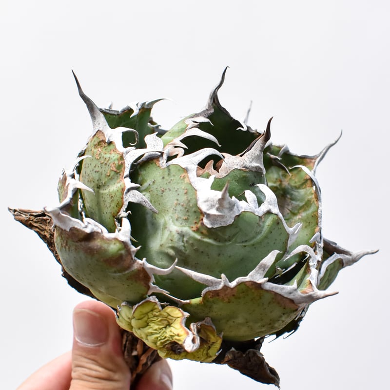 goodtaniku】白鯨 中株 goodtaniku】白鯨 中株