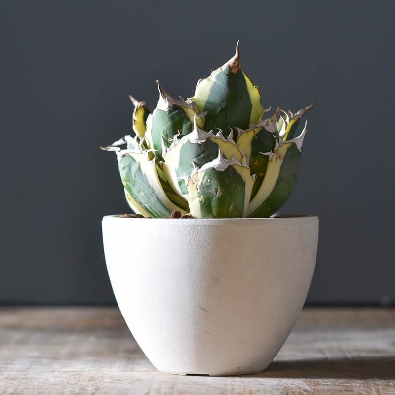 アガベ チタノタ スナグルトゥース【超大人気スナグル！当店在庫ラスト