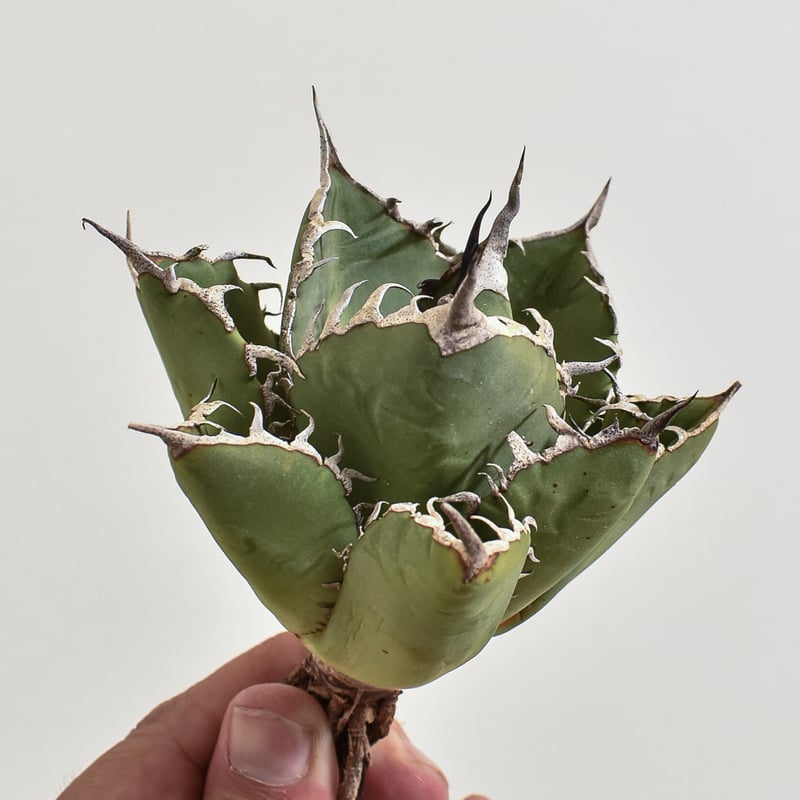 アガベ チタノタ 小島白刺【台湾 dragon agave産/抜き苗/中株