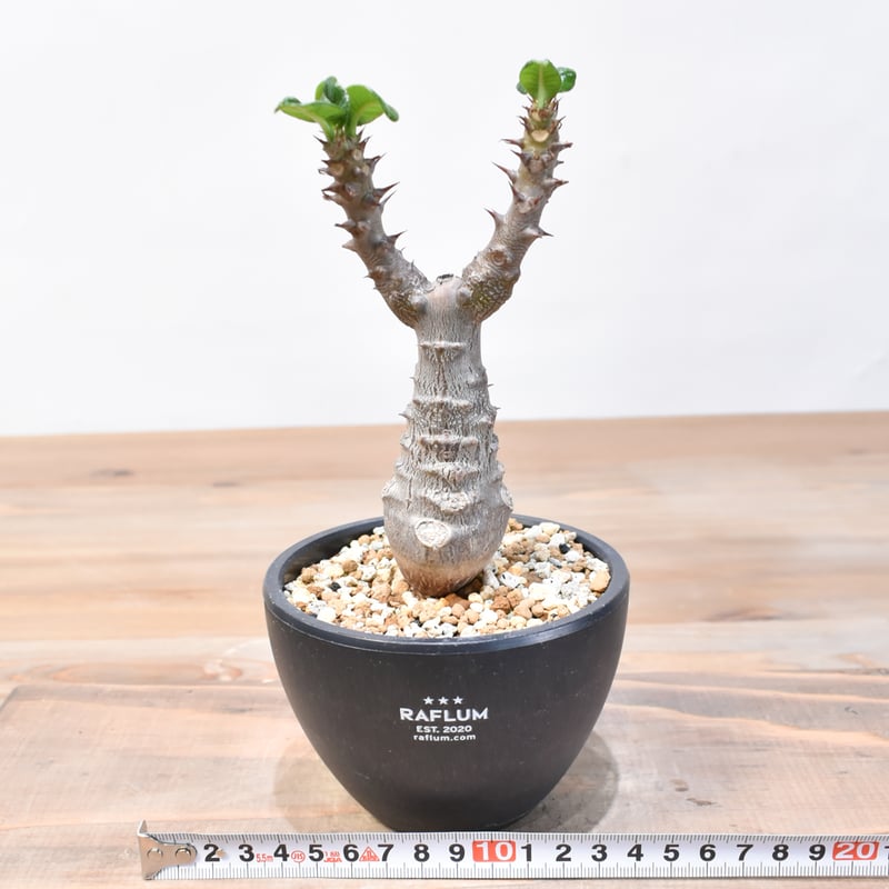 パキポディウム・ウィンゾリー実生25-5