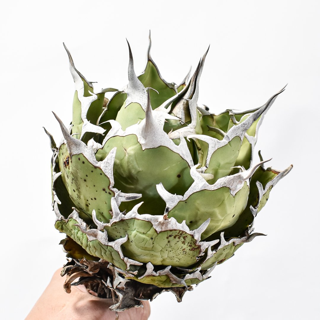 アガベ チタノタ 