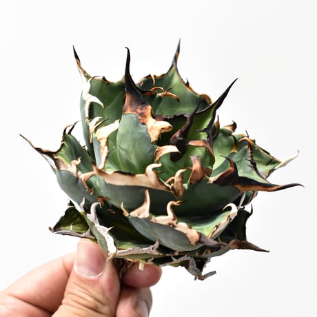 アガベハデス | STORES