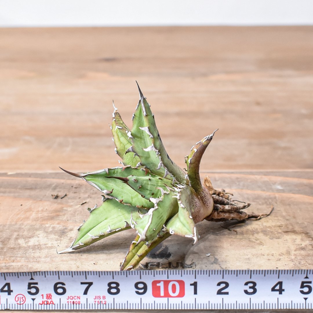 アガベ ハイブリット 