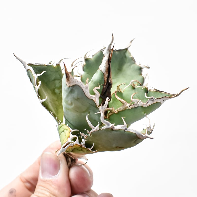 国内実生最高峰】アガベ オテロイ【OSPセレクト株 / 抜き苗