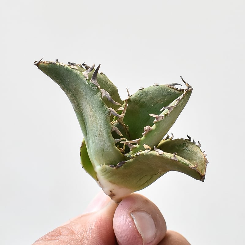 アガベチタノタDragon Agave クラブ　螃蟹 アガベ チタノタ クラブ 