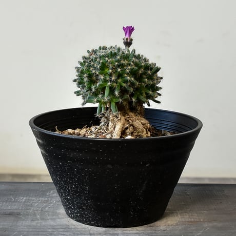 トリコディアデマ デンサム "紫晃星" 【長谷川園芸産 / 実生】中株 RF230689 D