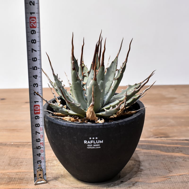 アガベ Dennis hybrid 妖炎X甲妖 /エボリスピナ×（イシスメンシス