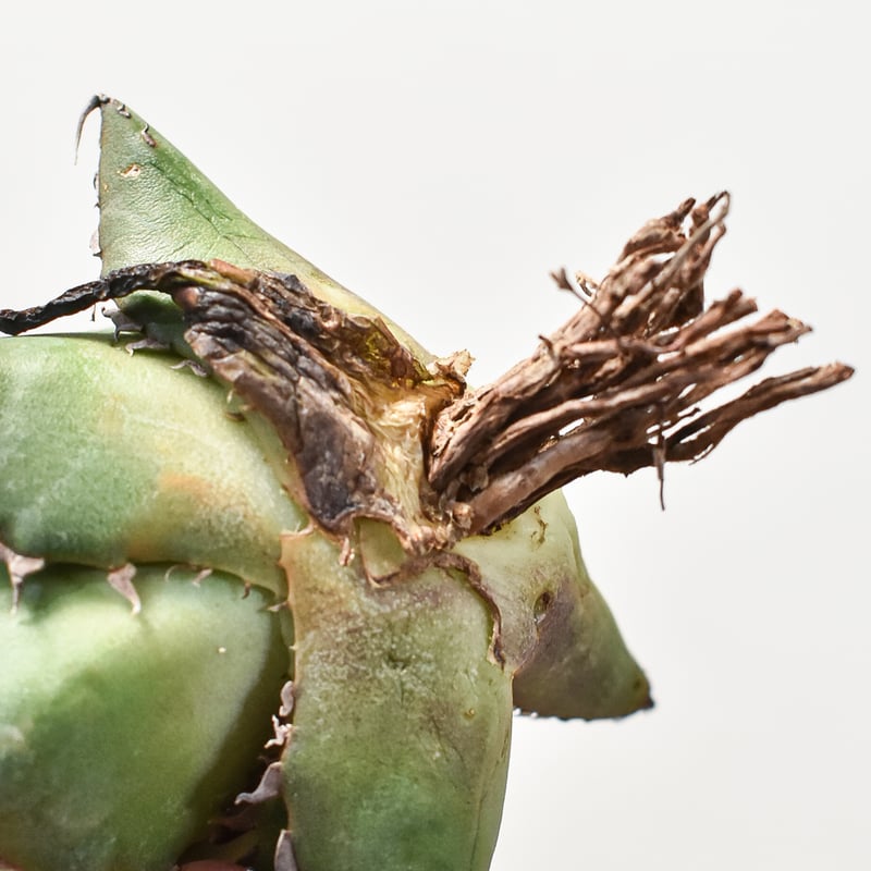 アガベ チタノタ ハデス （黒帝斯 恐竜牙歯） dragon agave産 アガベ チタノタ ハデス / 黒帝斯、恐竜牙歯 【台湾 dragon agave産/TC