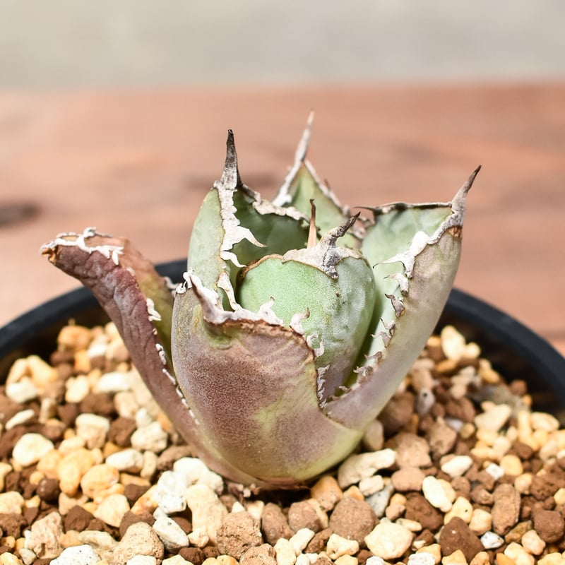 アガベチタノタ　FO-76 大株　子株4つ付き agave titanota FO-76 特選株（子株販売） – DELTA PLANTS