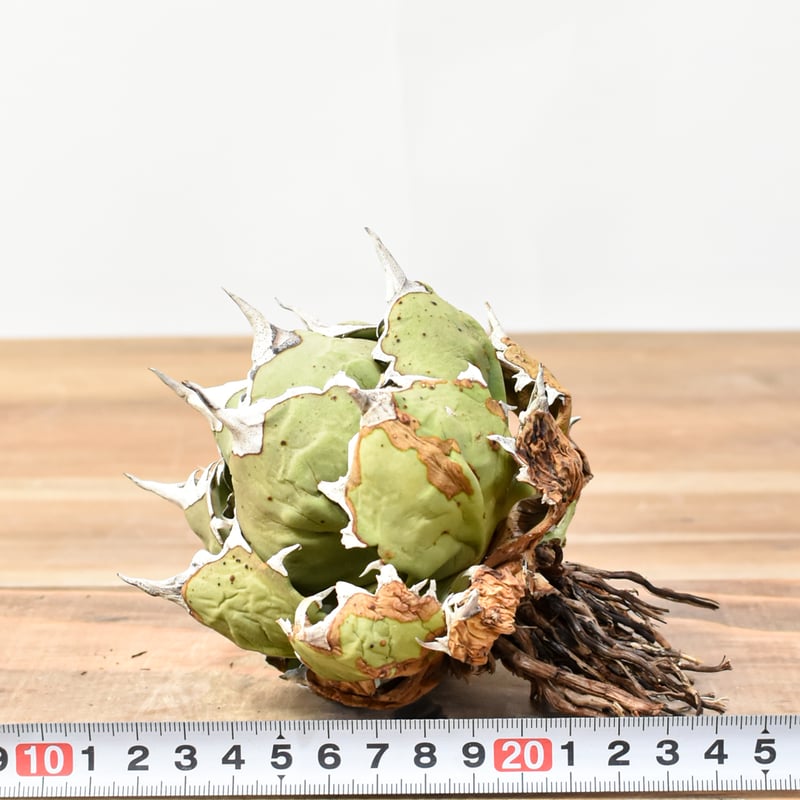 アガベ　チタノタ　牡丹厳竜　3head アガベ チタノタ ドワーフ “姫厳竜” （発根済み）RF22842