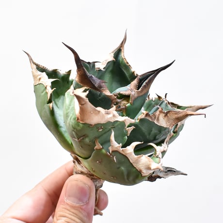 アガベ　チタノタ　ホワイトファイヤー鉢こみ アガベ チタノタ ホワイトファイヤー鉢こみ agave titanota