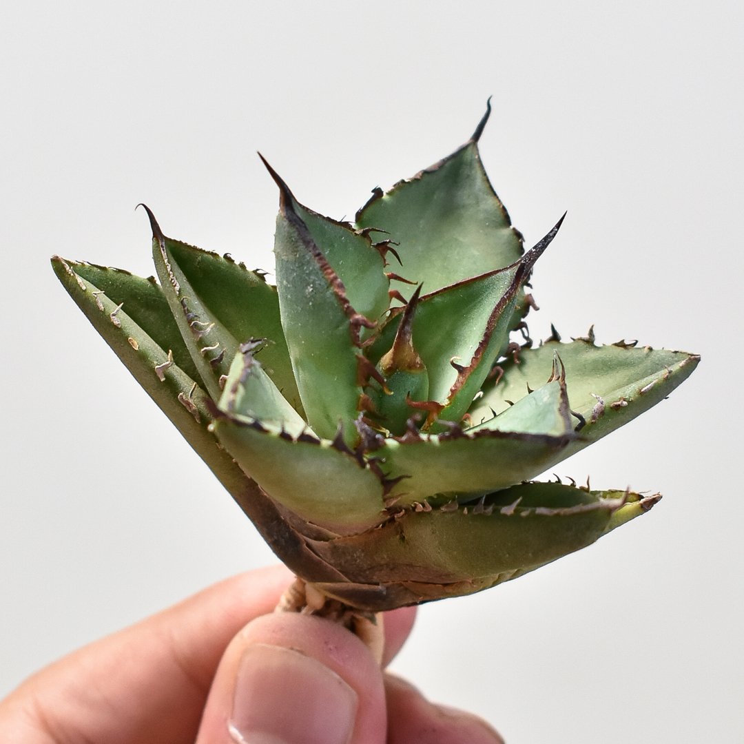 アガベ チタノタ パンダ  