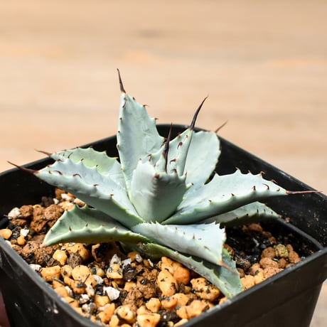 アガベ ハイブリット 日系イシスメンシス×象牙妖炎（陽炎エボリ）【台湾botanical_seeker産】RF25011386