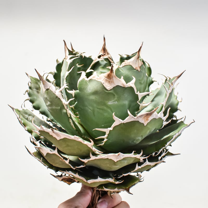 アガベ　チタノタ　オテロイ実生　未選別　オテロイ　多肉植物 アガベ チタノタ オテロイ実生