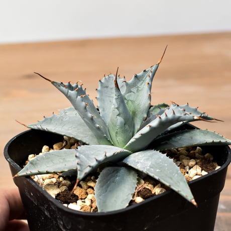 アガベ ハイブリット 日系イシスメンシス×象牙妖炎（陽炎エボリ）【台湾botanical_seeker産】RF25011409