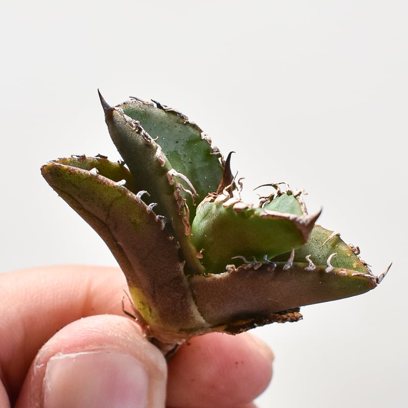 アガベ チタノタ 不良 子株 アガベ チタノタ ナンバーワン錦/子株 N1