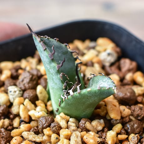 アガベ チタノタ "黒犀牛" 【台湾 dragon agave産/発根済/子株】DG2401593