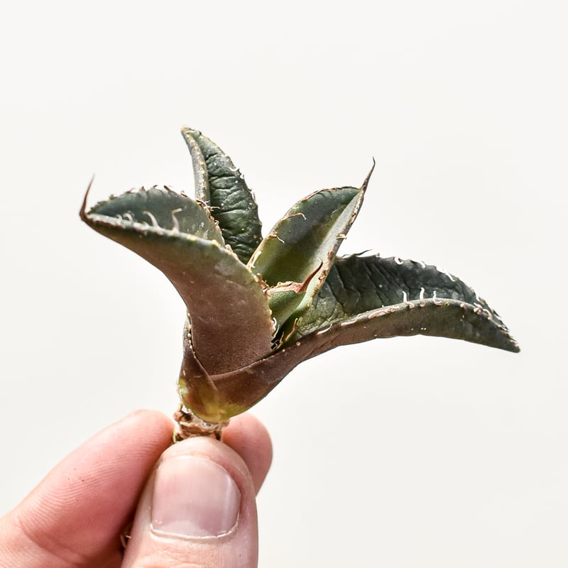 アガベ 鯊魚剣錦 TC株 アガベ チタノタ シャークソード 