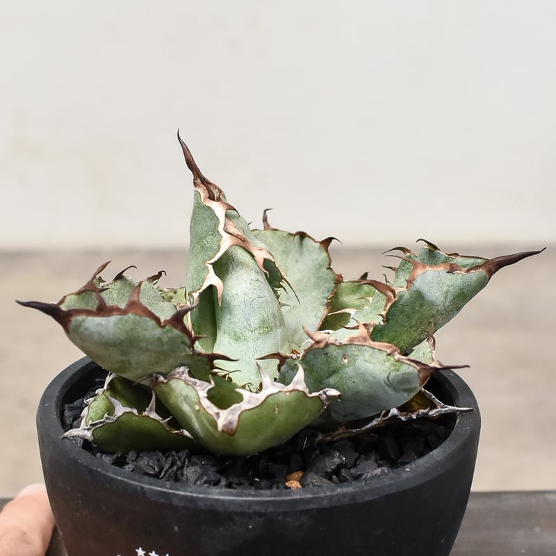 チタノタ　ブラック&ブルー　bb 強棘選抜】アガベチタノタ ブラック&ブルー 鉢付き（bb-08