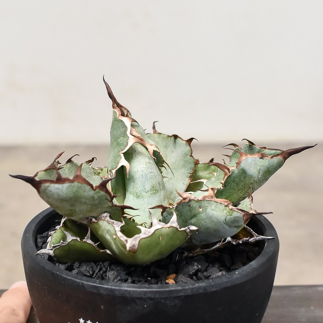 アガベ チタノタ ブラックアンドブルー 